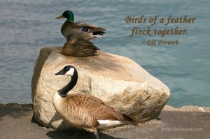 Spiritual blog - Birds