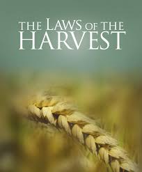 Spiritual Blog - Harvest