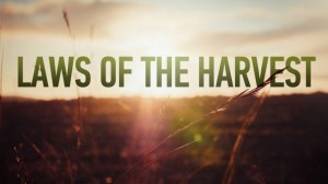 Spiritual Blog - Laws of Harvest