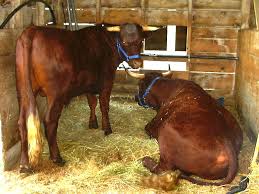 Spiritual House - Oxen