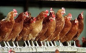 Spiritual Blog - Chickens