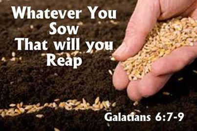 Spiritual Blog - Good Seed