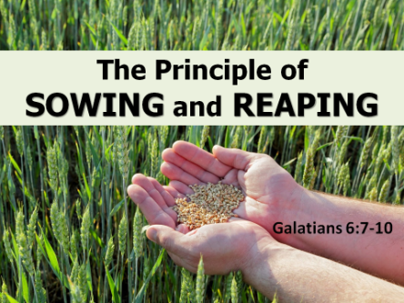 Spiritual Blog - Sowing