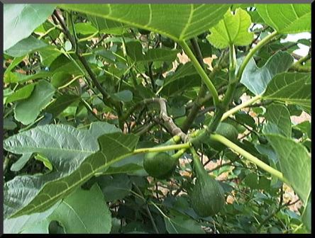 Spiritual Blog - Fig Tree