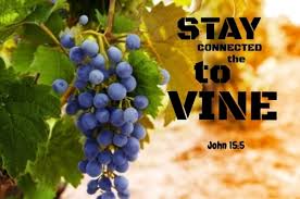 Spiritual Blog - Vine