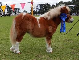 Spiritual blog - Show Pony