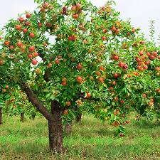 Spiritual Blog - Fruit Trees